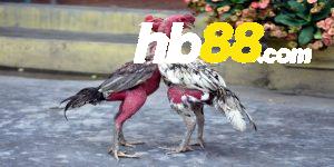 Bật mí bí quyết chơi đá gà Hb88 bất bại