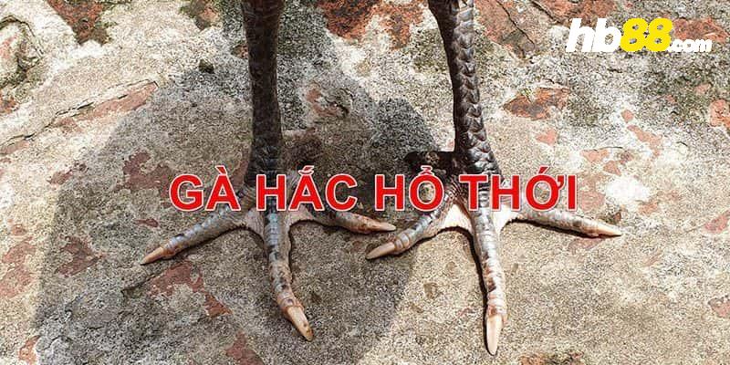 Gà chọi hắc hổ thới là gì