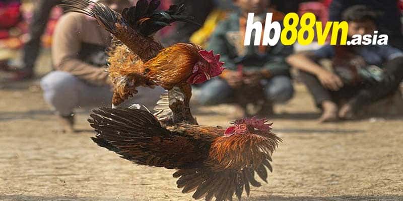 Hb88:đâu Là Những Clip đá Gà Năm 2021 Hot Nhất?